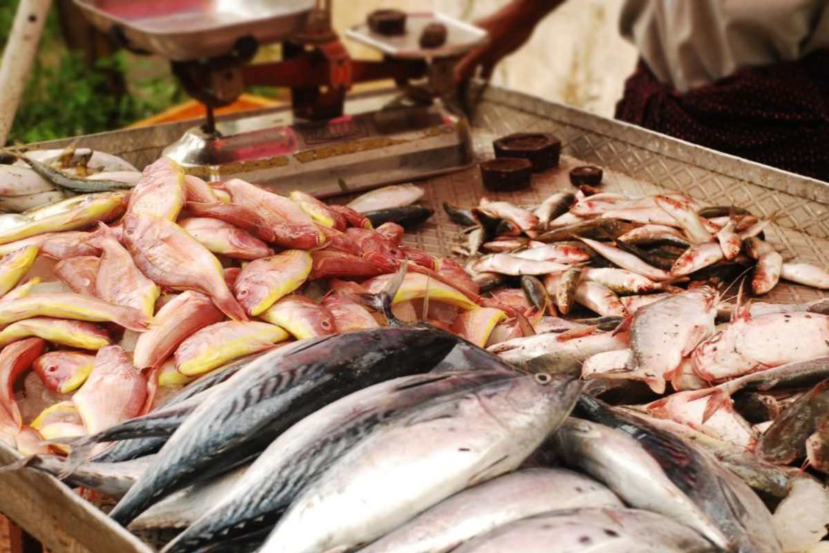 Fishmonger Def How to Run Fishmonger Business? – Definition, Necessary Steps